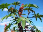 Castor Bean