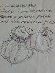 Bill's illustration of Cephalotus follicalaris 
