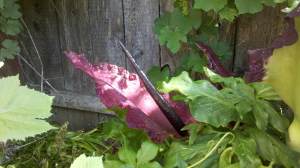 Dead Horse Arum in GV